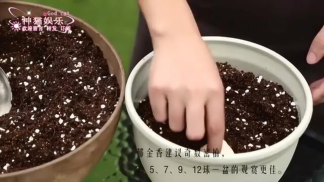 郁金香种植步骤,你家有在种植吗?