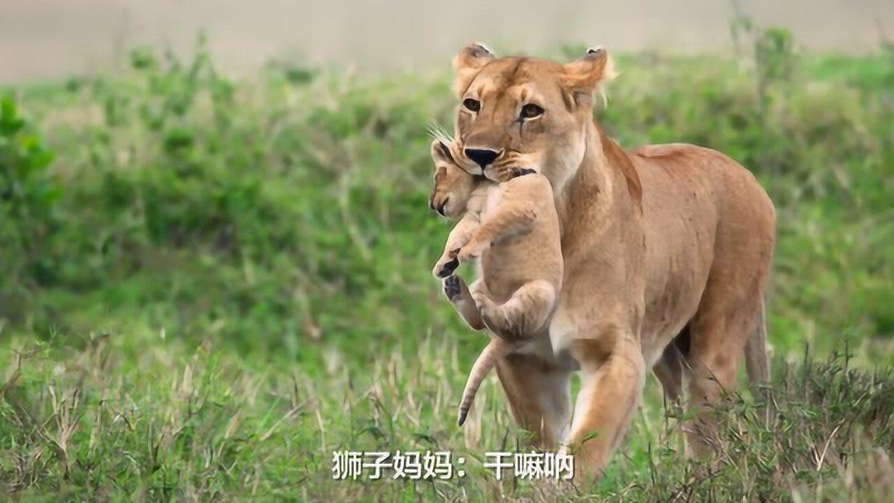 《王朝》饭制:草原狮王争霸赛,我也就看了10遍而已!