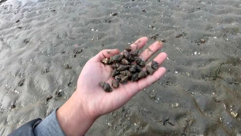 小伙赶海为粉丝捡海星，没想到意外捡到很多小海螺