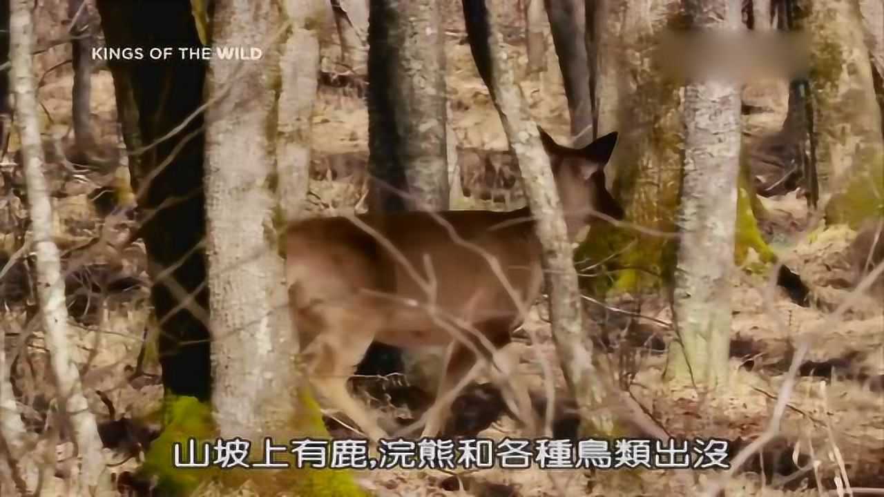 荒野求生丛林野食王厨子与猎人七天荒野求生之旅