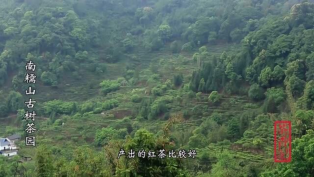 茶香记 南糯山古树红茶