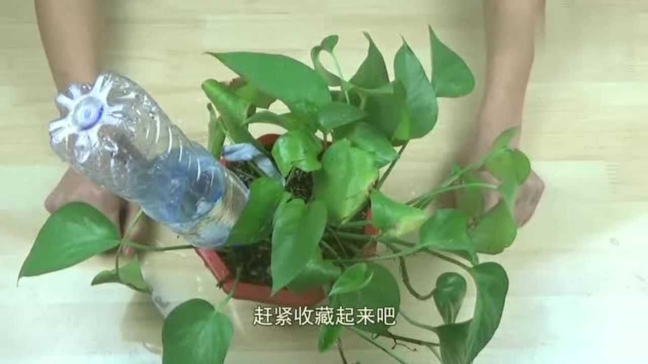 自动浇花不是梦，做好这个装置，帮你解决烦恼_高清1080P在线观看平台_腾讯视频