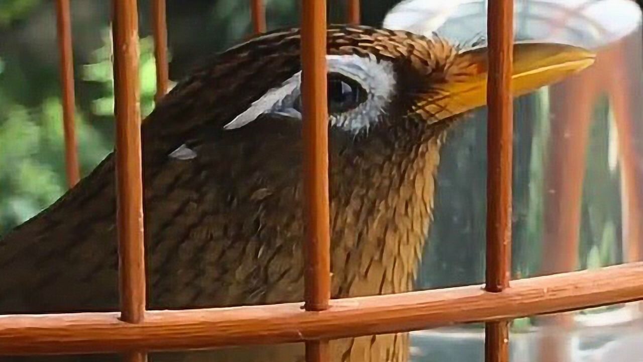 画眉:这只"断眉有痣"的鸟儿,确定不能做"打鸟"吗?