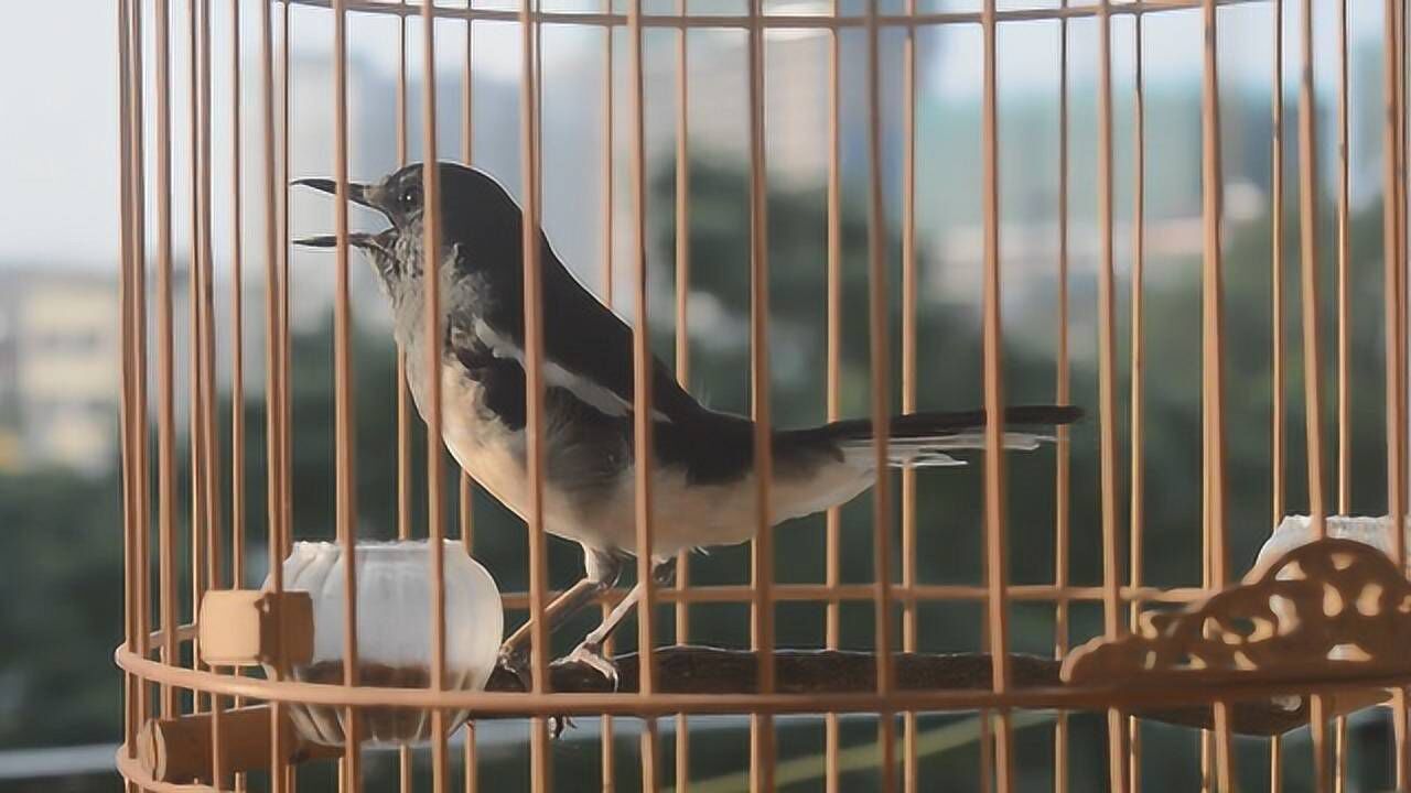 这是一只母四喜鸟养得神采奕奕发出的叫声清脆响亮