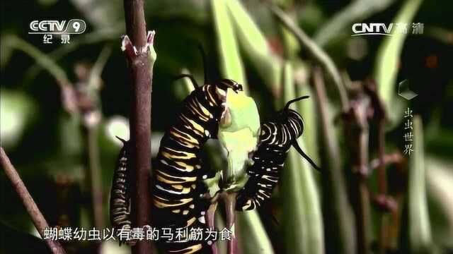 虫虫世界 昆虫的伪装