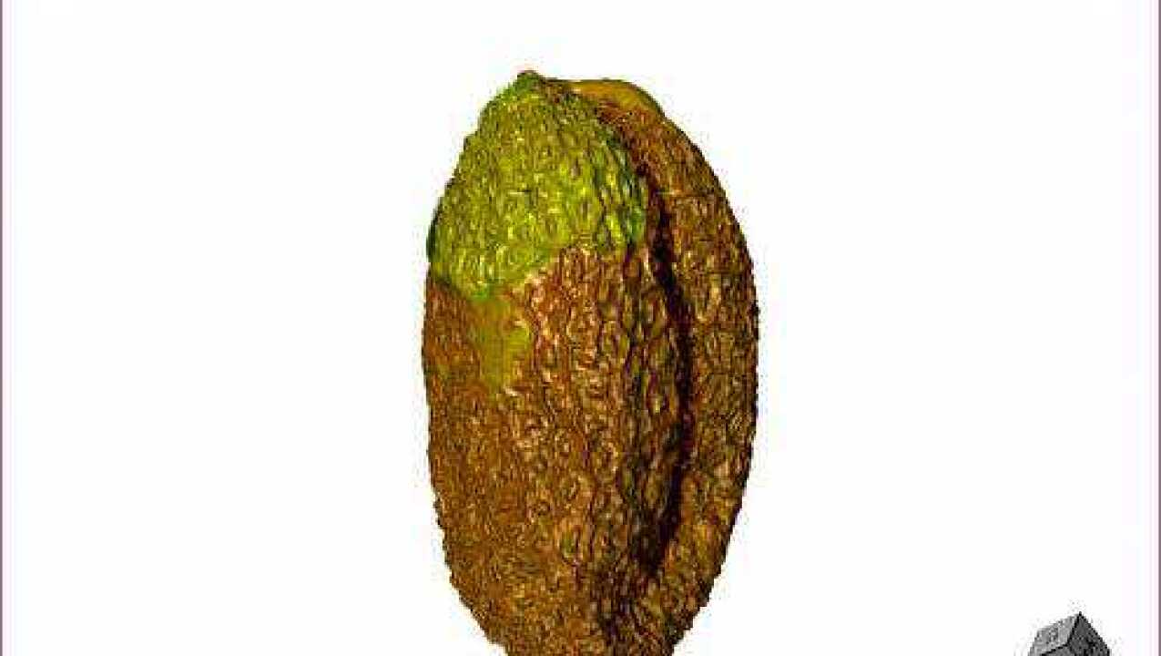 拟南芥种子整体三维渲染视频_腾讯视频