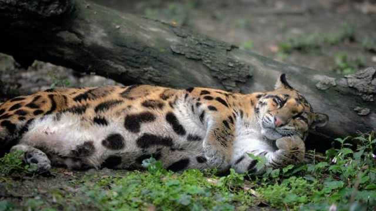 云豹和雪豹有什么区别据说它身上有剑齿虎的特点