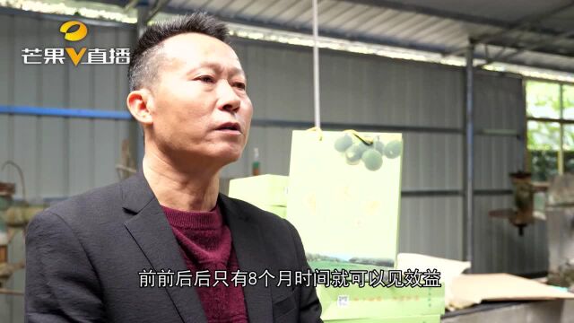 会同:2000亩罗汉果成致富好产业 今年预收入400万