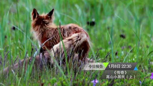 0108传奇《高山小居民(上)》