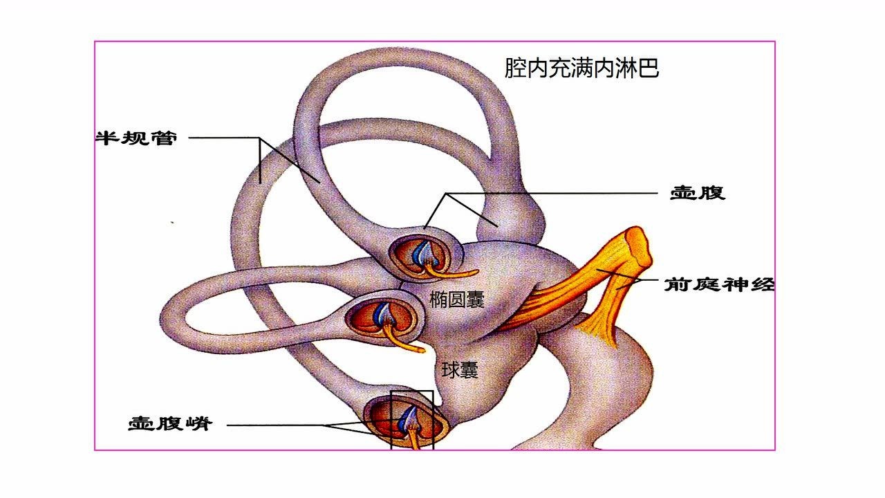 前庭肿大图片