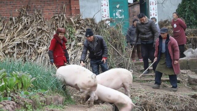 四川农村刀儿匠逮猪上车,村民大哥开玩笑拖大娘上车,画面太逗了