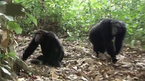 黑猩猩的繁殖策略很有代表性，仔细想跟人类很接近呢！