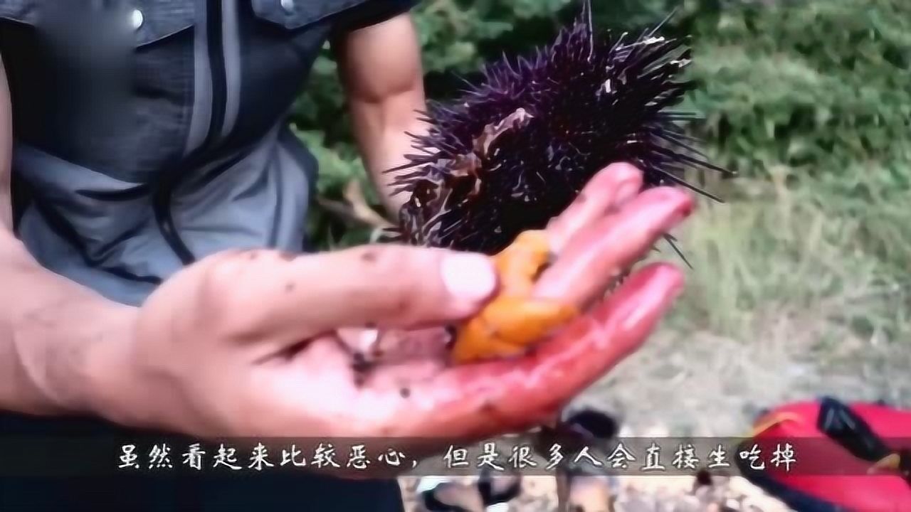 这里海胆成灾巴掌大的海胆随便捞抠出海胆黄直接生吃太恶心了