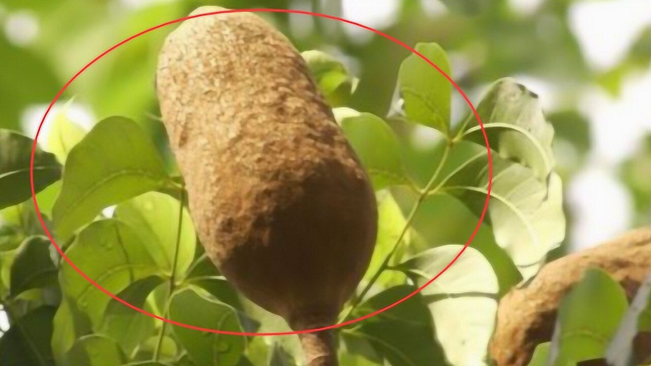 农村1果是特效痔疮药熬汤喝消肿止痛肉球消失不动刀