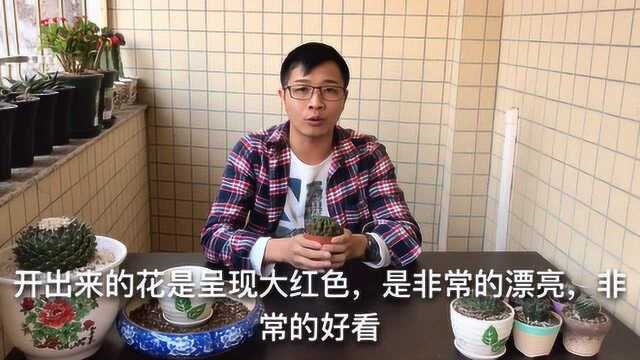 养护仙人球“有讲究”,想避免徒长,摆放位置要正确,才会开花鲜艳