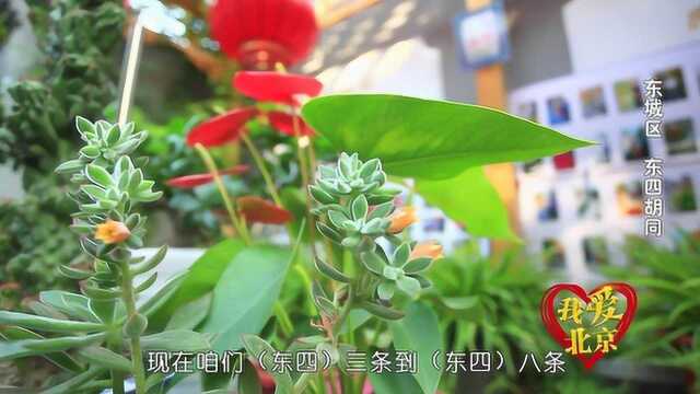 我爱北京:东四街道花友汇