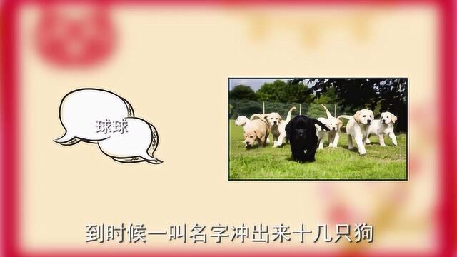 狗狗取名字需要注意的问题