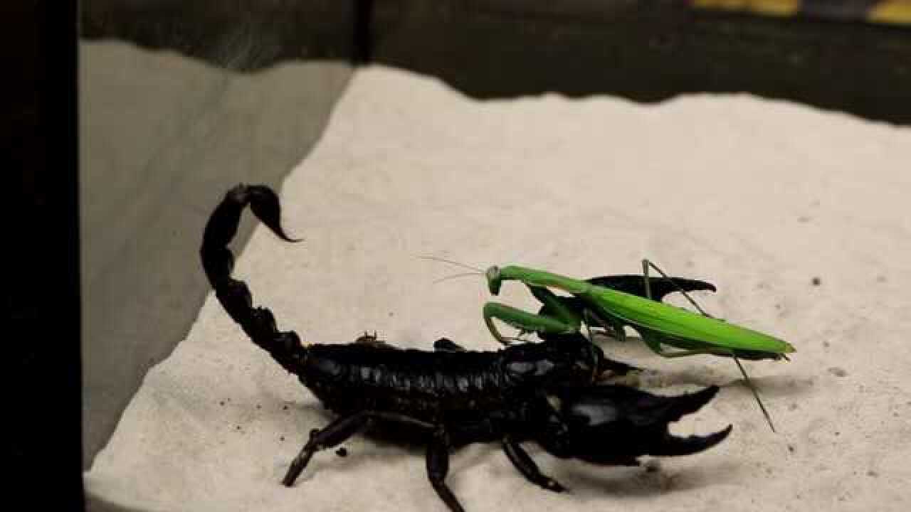 螳螂大战巨型蝎子究竟鹿死谁手