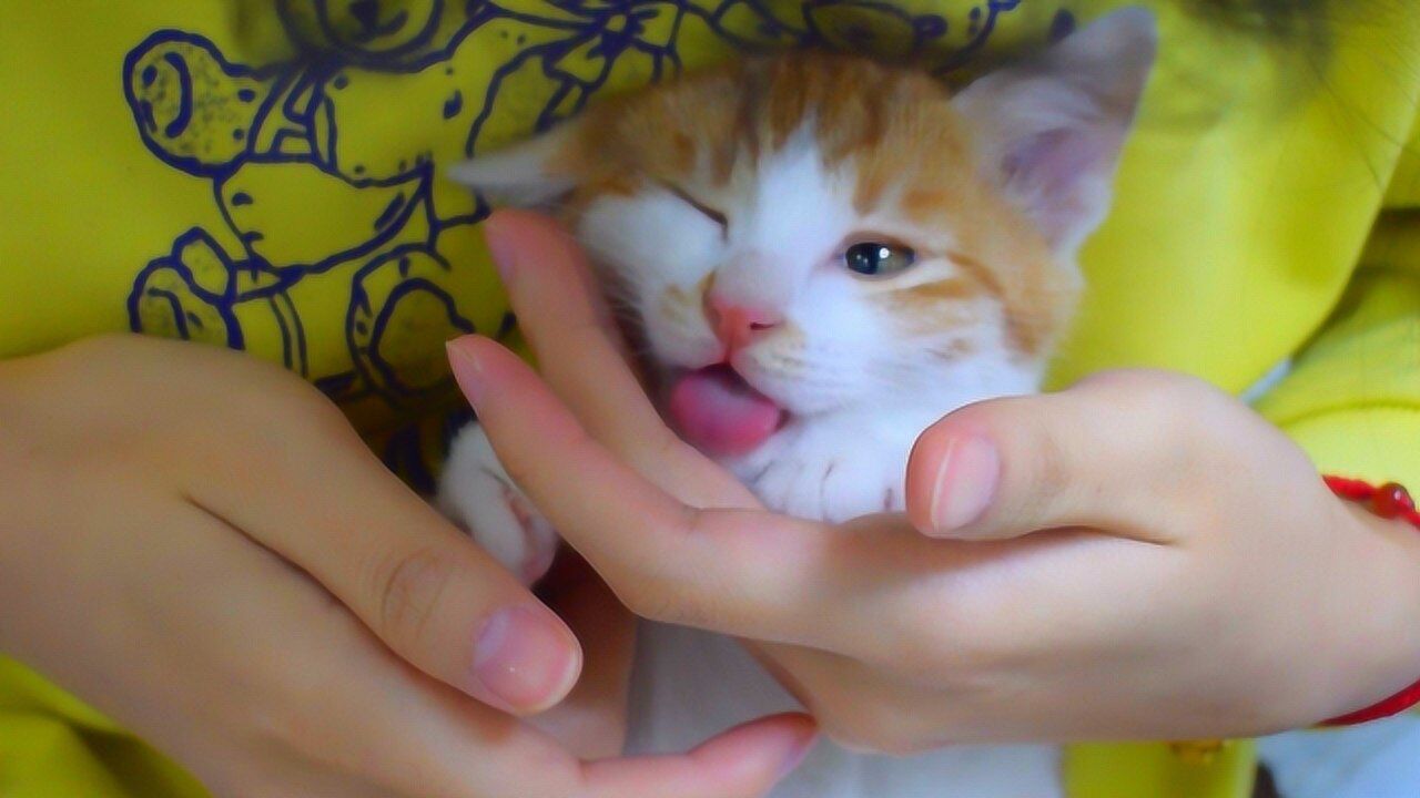 小橘猫第一次吃药，眯着眼睛等投喂，结果苦到吐出来_高清1080P在线观看平台_腾讯视频