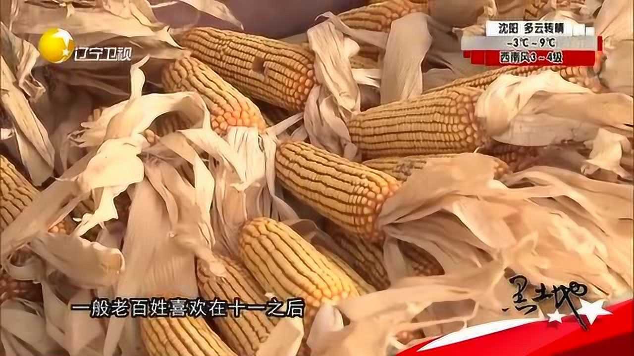 宏硕2700玉米不仅棒儿大还压秤有了它不愁丰收