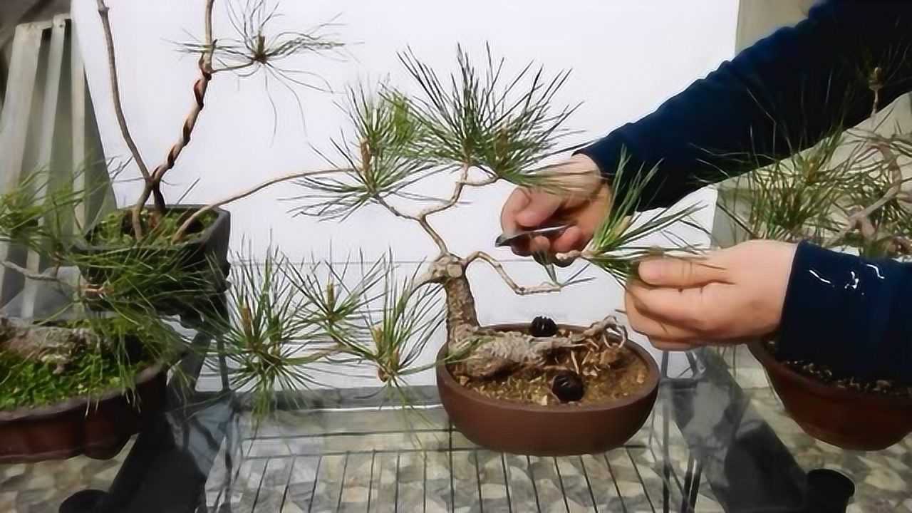 阳台小盆景 第26期 松树摘心与逼芽