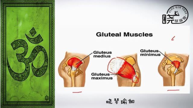 瑜伽解剖32 臀部肌群 晓琴瑜伽微课堂