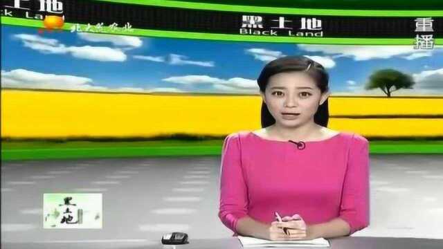 黑龙江富硒有机大米 备受消费者喜爱