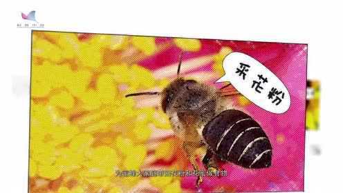 蜜蜂是如何采集花粉与花蜜的?