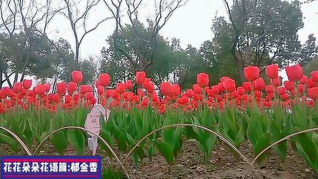 花花朵朵花语篇:郁金香