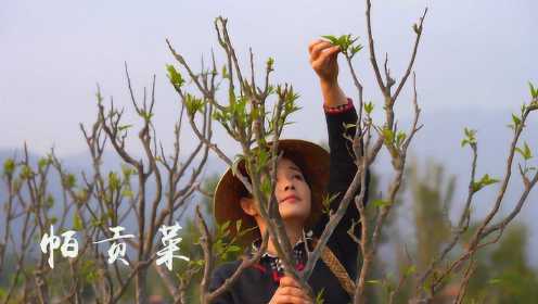 春吃嫩芽，在云南有数十种嫩芽可以做菜，这道帕贡菜你吃过吗？