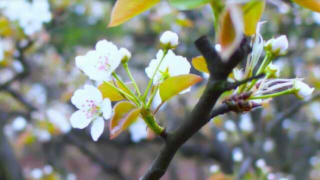 潼南花岩梨花