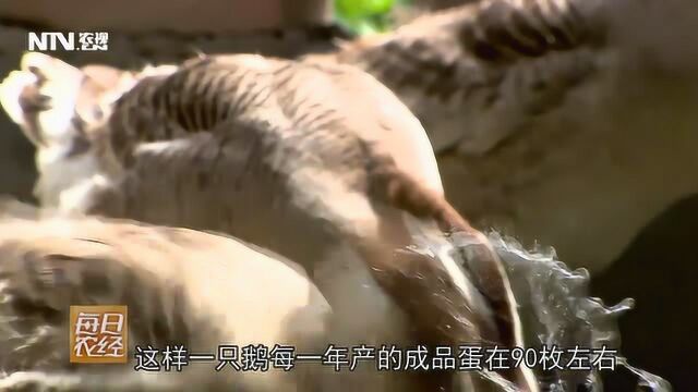 百子鹅吃的少 下的蛋又多又大、价格还高 不说我要去养鹅了