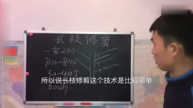 桃树整形修剪难?“傻瓜”式修剪技术获果农青睐!再也不怕麻烦