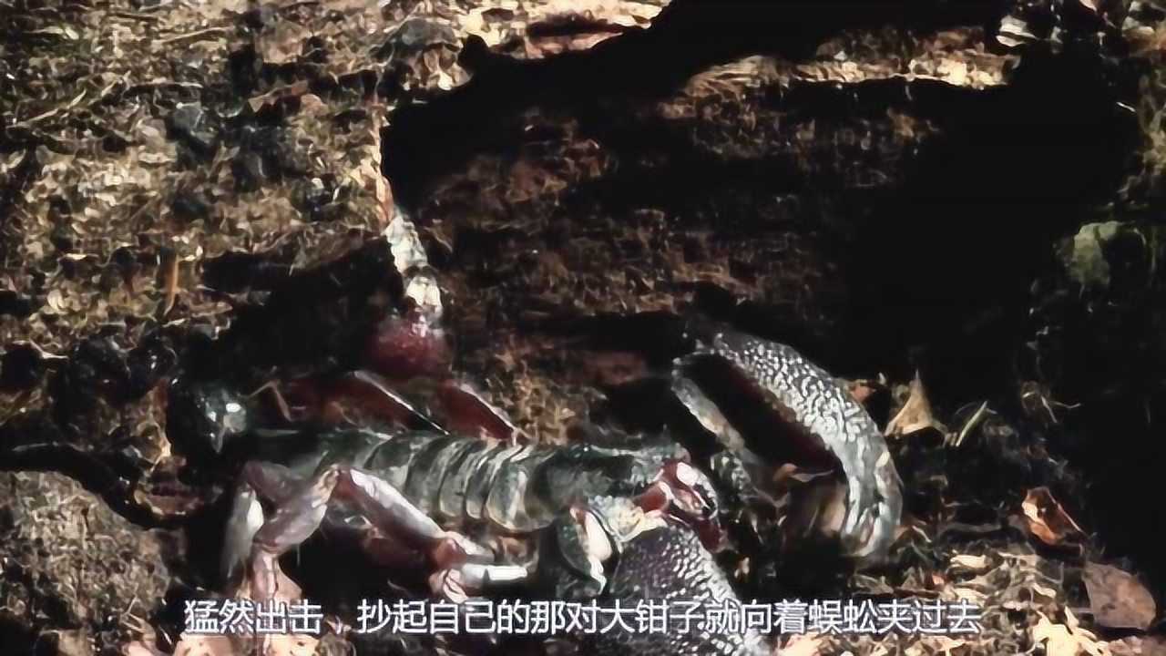 蝎子大战蜈蚣，同样都是五毒，谁才能笑到最后！