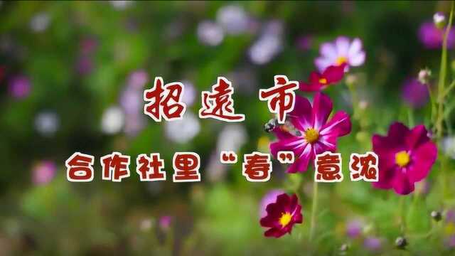 招远市:合作社里“春”意浓