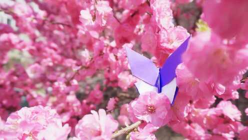 折一只超美的蝴蝶，让它落在春天盛开的花上