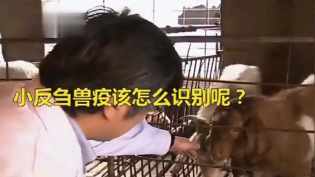 小反刍兽疫该怎么识别呢?