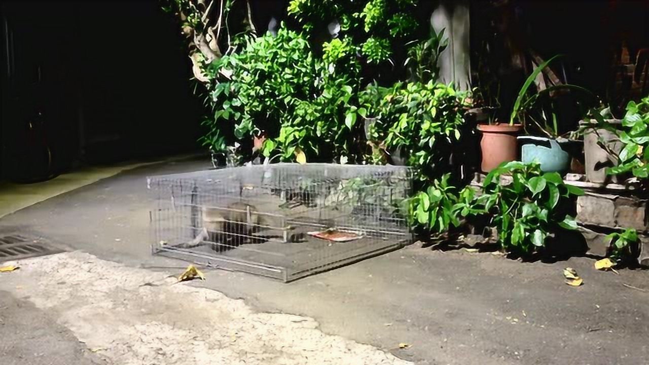 陷阱捕猫,为救流浪猫去收容所,捕鸟的办法都用上了