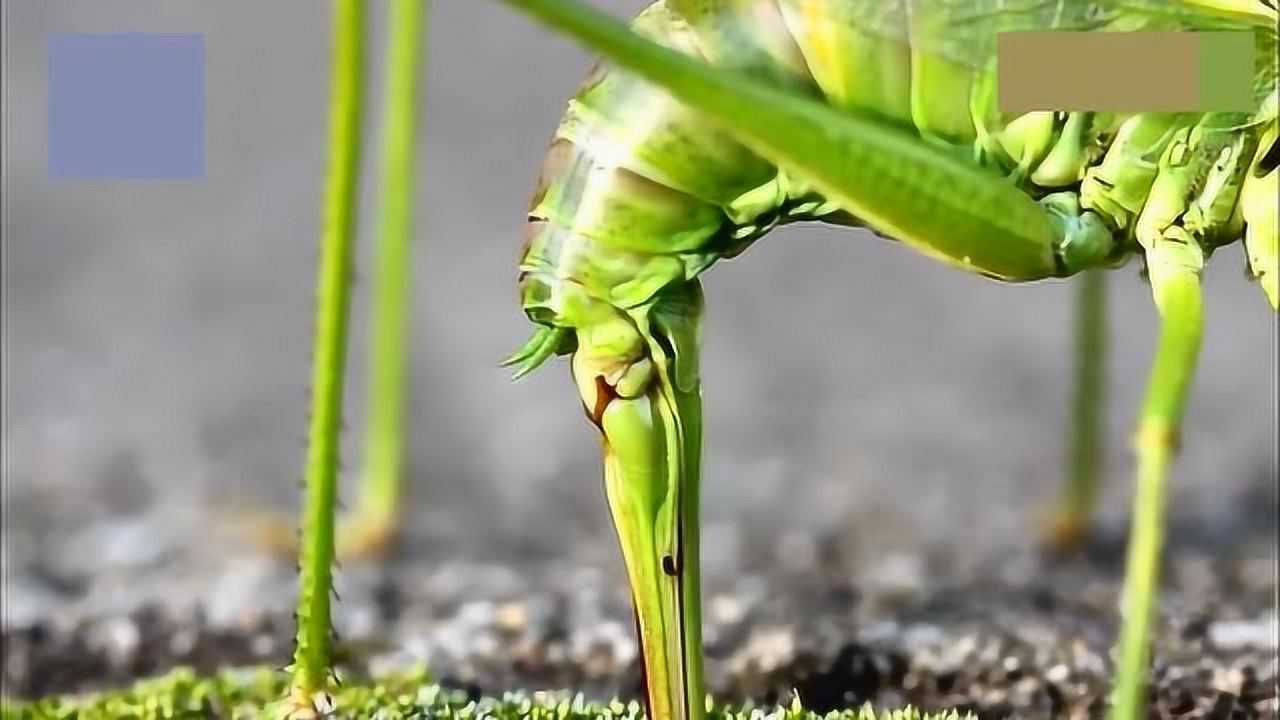 高清镜头下,蚱蜢妈妈生小宝宝全过程,大自然真的很神奇!