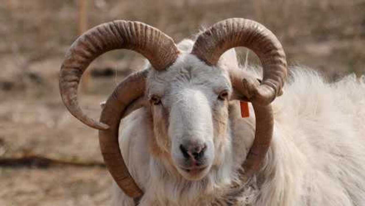 你见过四角山羊吗?它们的长相很奇特,但属于绵羊的一种!