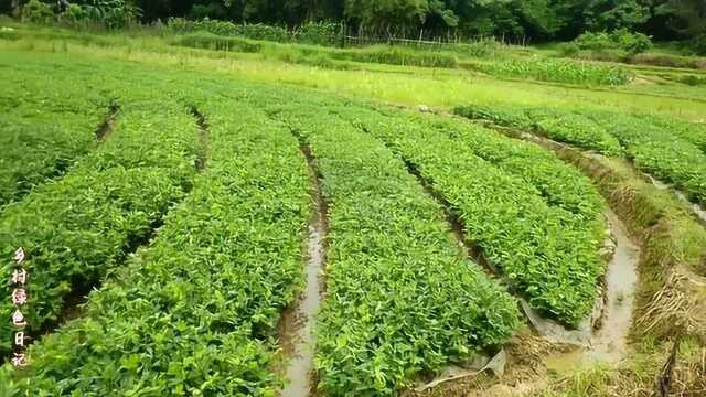 花生苗一发生青枯病必须马上拔除,用这些方法防治很好.