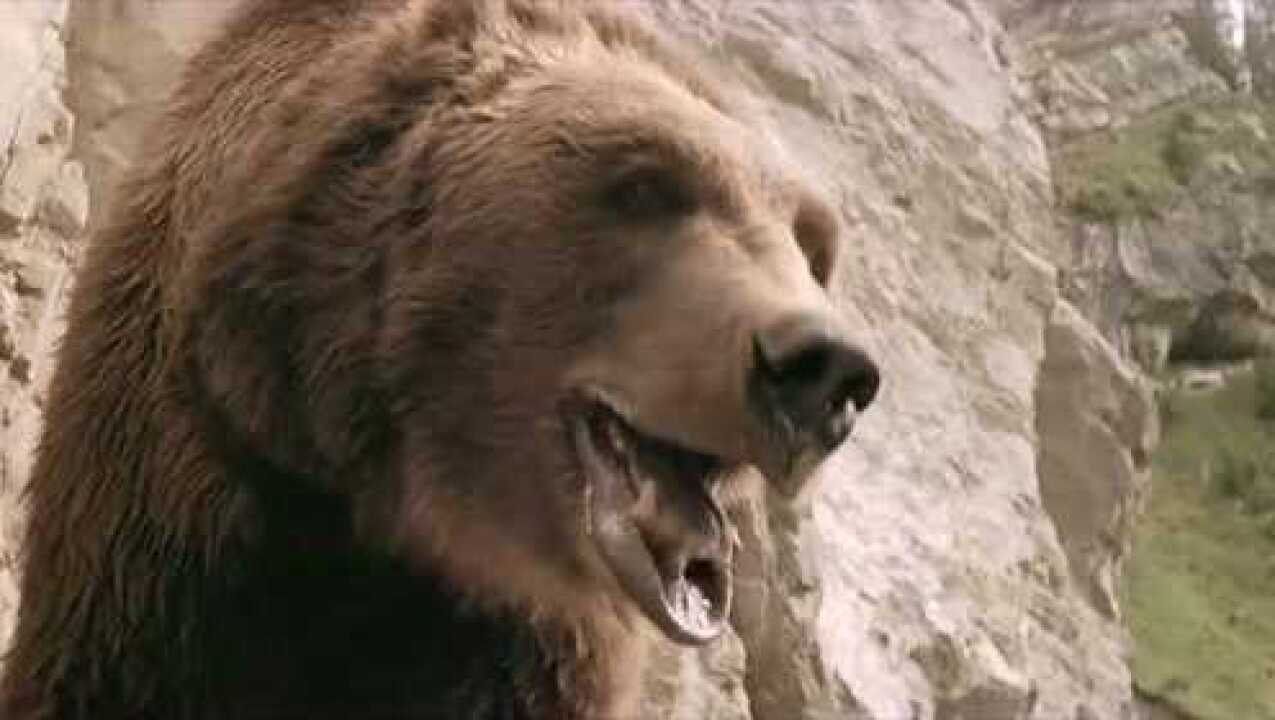 分享一部的经典老电影子熊故事 电影 高清1080p在线观看平台 腾讯视频