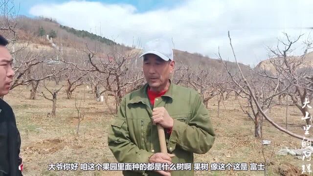 什么品种的苹果价格高?种植苹果收成如何?40年经验老果农告诉你