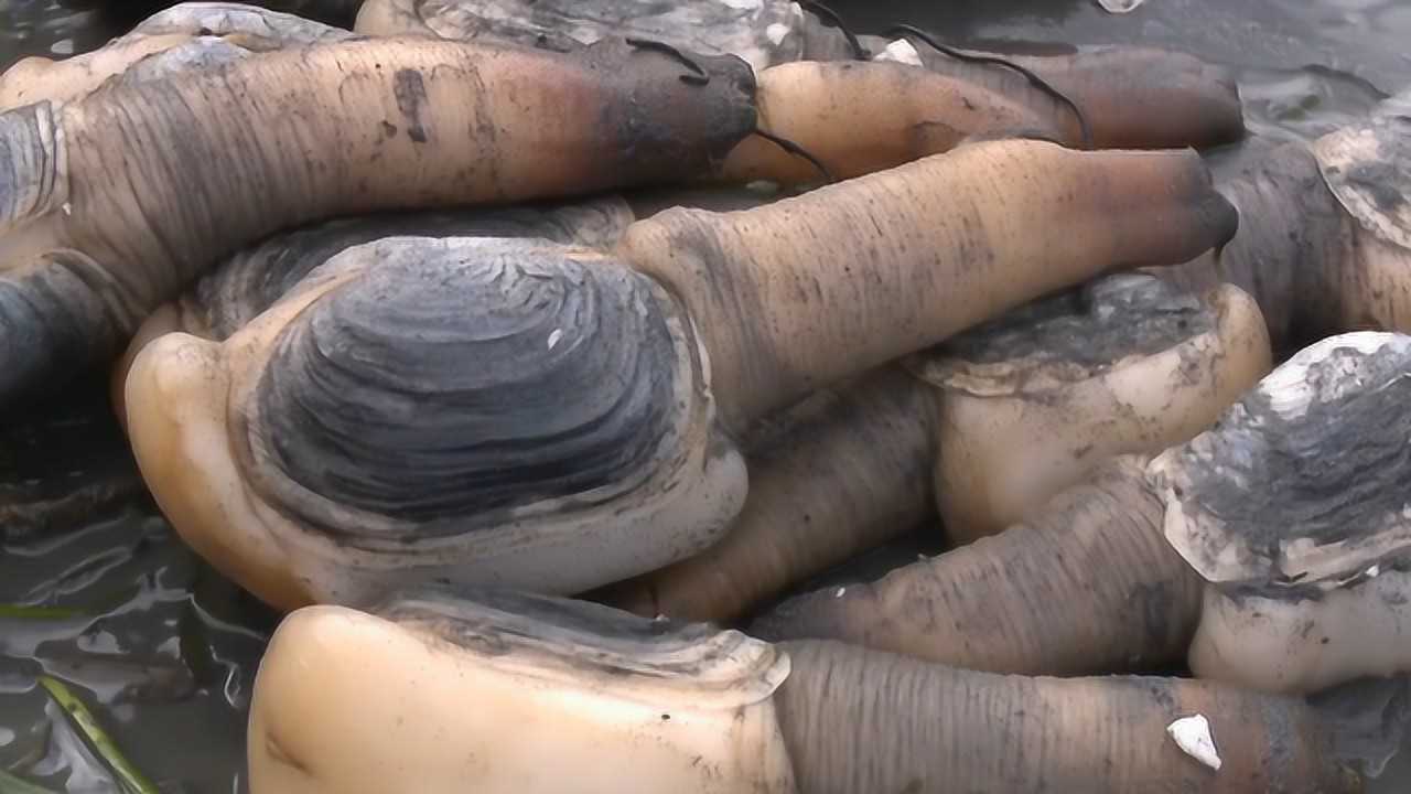 捕捞象拔蚌的过程一年30万年薪网友没那么容易拿的