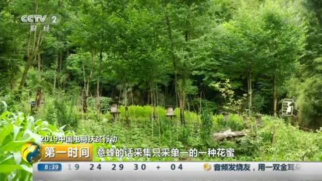 走进重庆城口 品“百花百草蜜”