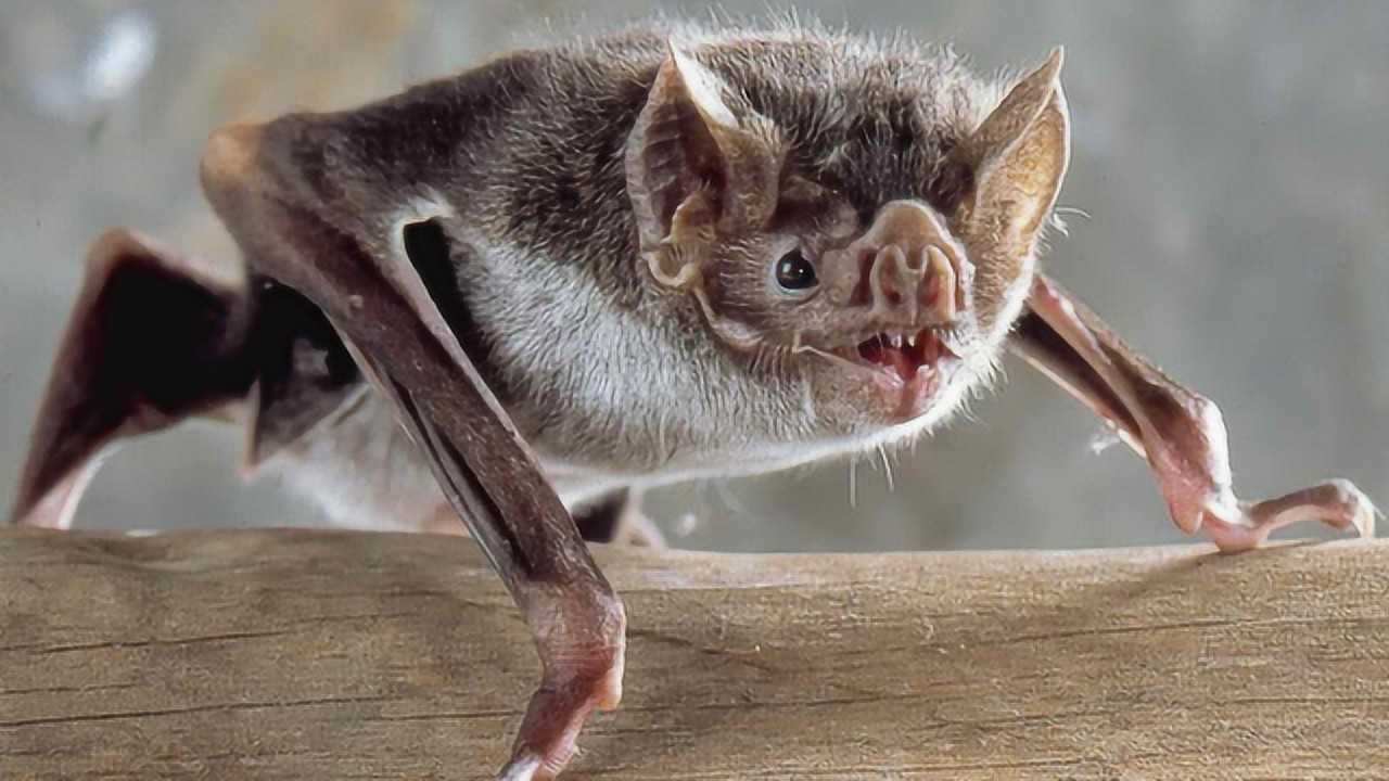 令人心惊胆战的吸血蝙蝠 一生竟能吸百升血量