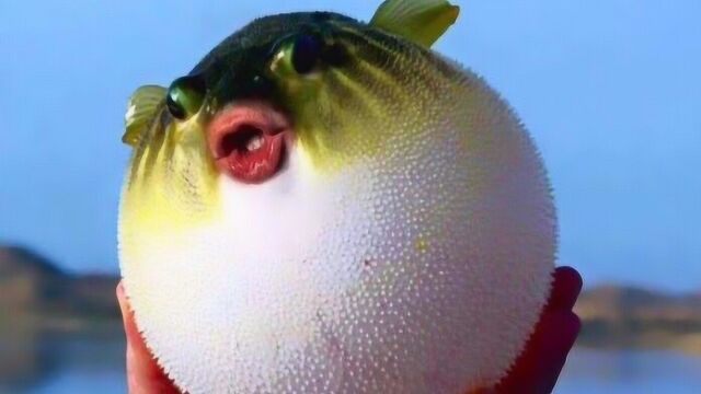 世界上最爱生气的动物!河豚会像气球一样爆炸吗
