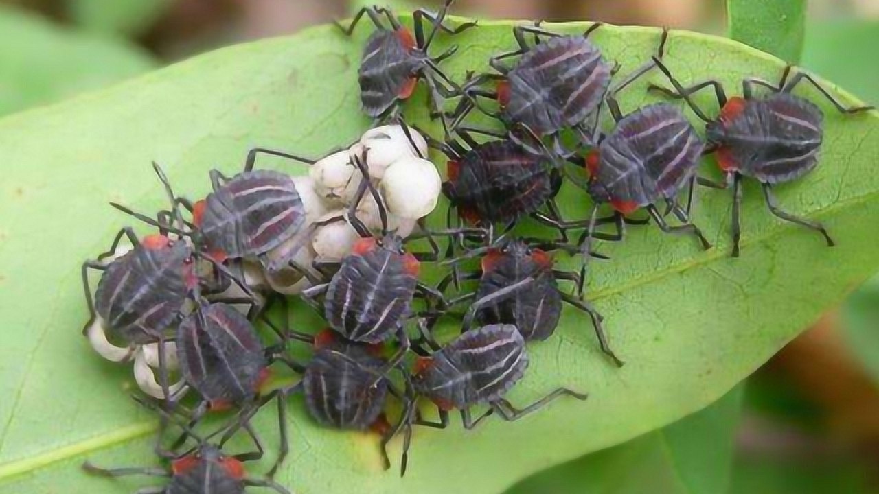 160只放屁虫在一起放出的屁竟有这么大威力视频纪录全过程