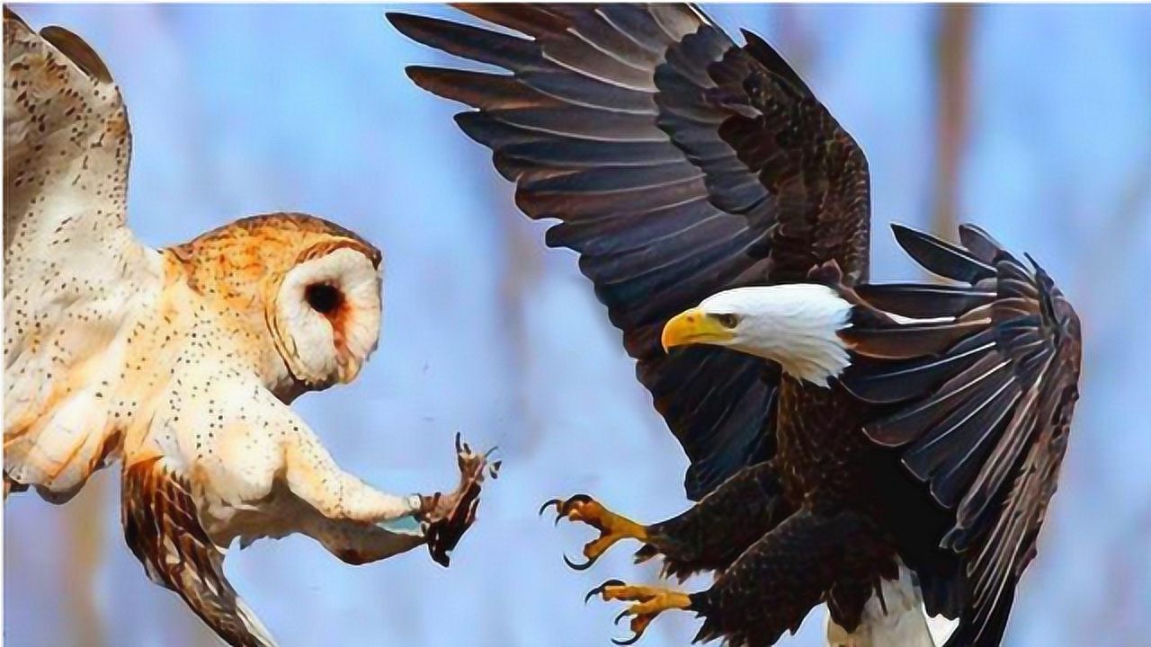 老鹰大战猫头鹰老鹰被虐得毫无反抗之力镜头记录精彩过程