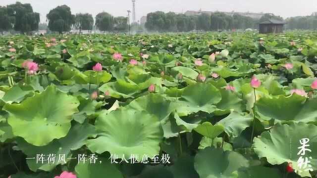 太惬意了!千亩荷塘荷花盛开是怎样一番景象?快来打卡看看吧